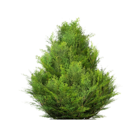 Thuja Stolwijk Mirjam