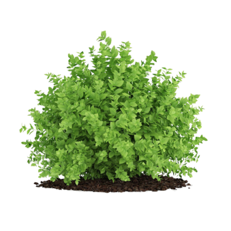 Small Boxwood Plant (buxus Sempervirens)