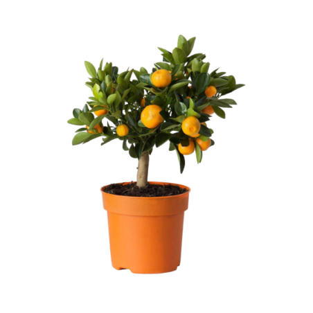 Calamondin, 15 Cm