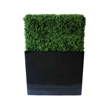 Premium Deluxe Boxwood Hedge 90 Wide