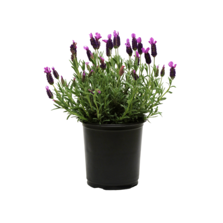 Lavender In A Pot, Light Purple, 28 Cm