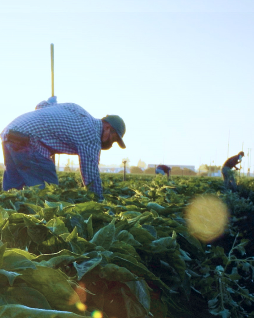 3 conditions for farmers to...